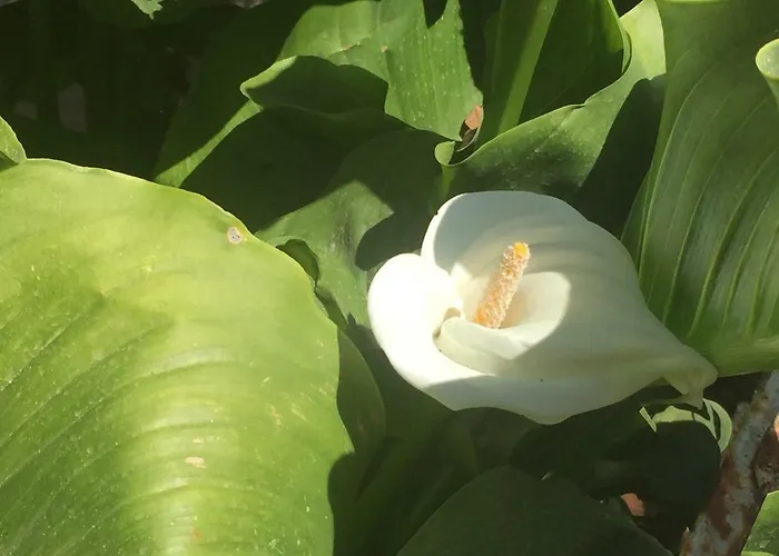 Miltos Appartement *